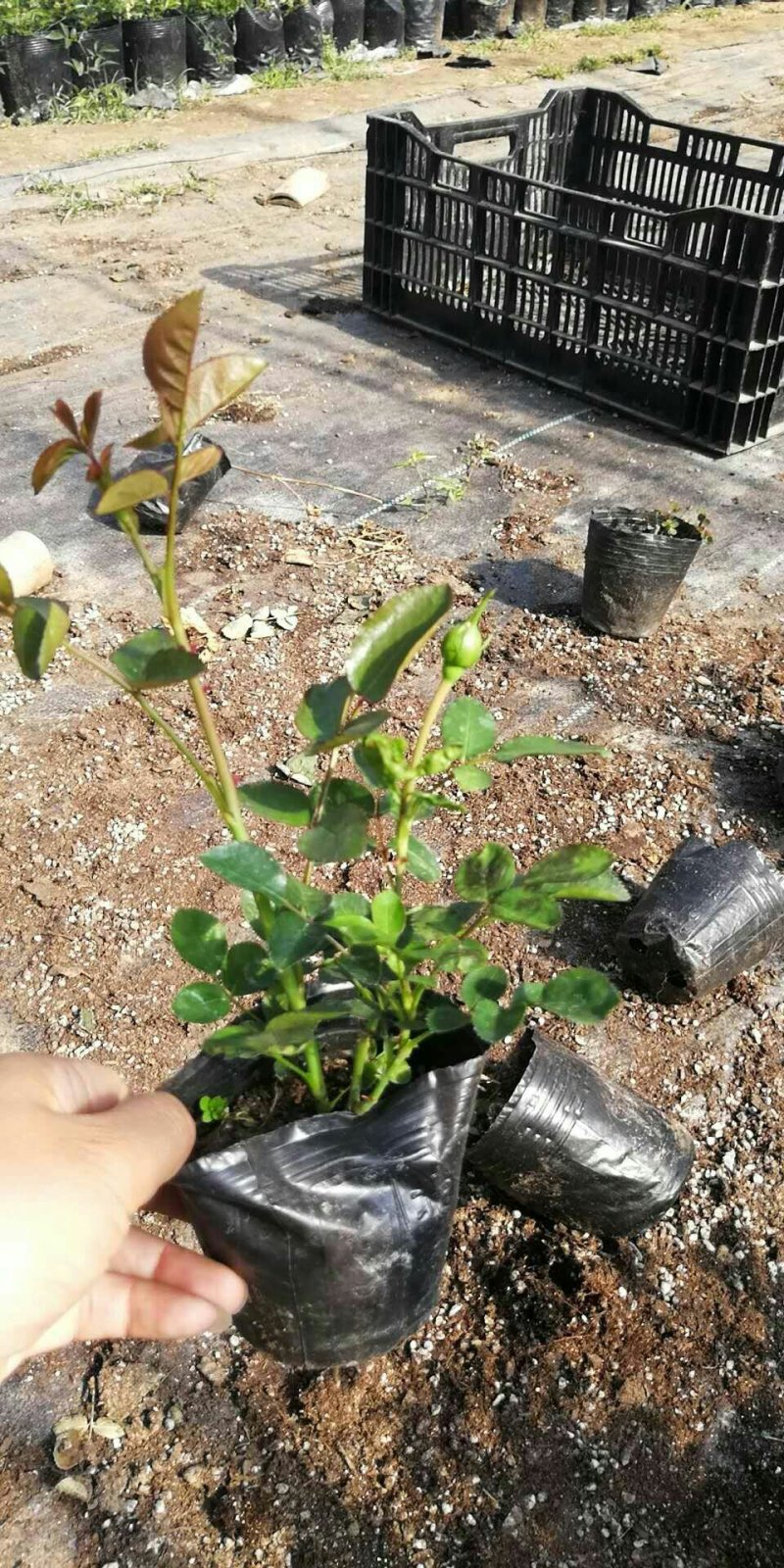 月季小苗大花香水欧洲月季品种多颜色齐全带盆发货