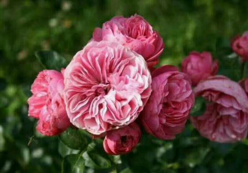 欧洲月季不同品种对比展示图