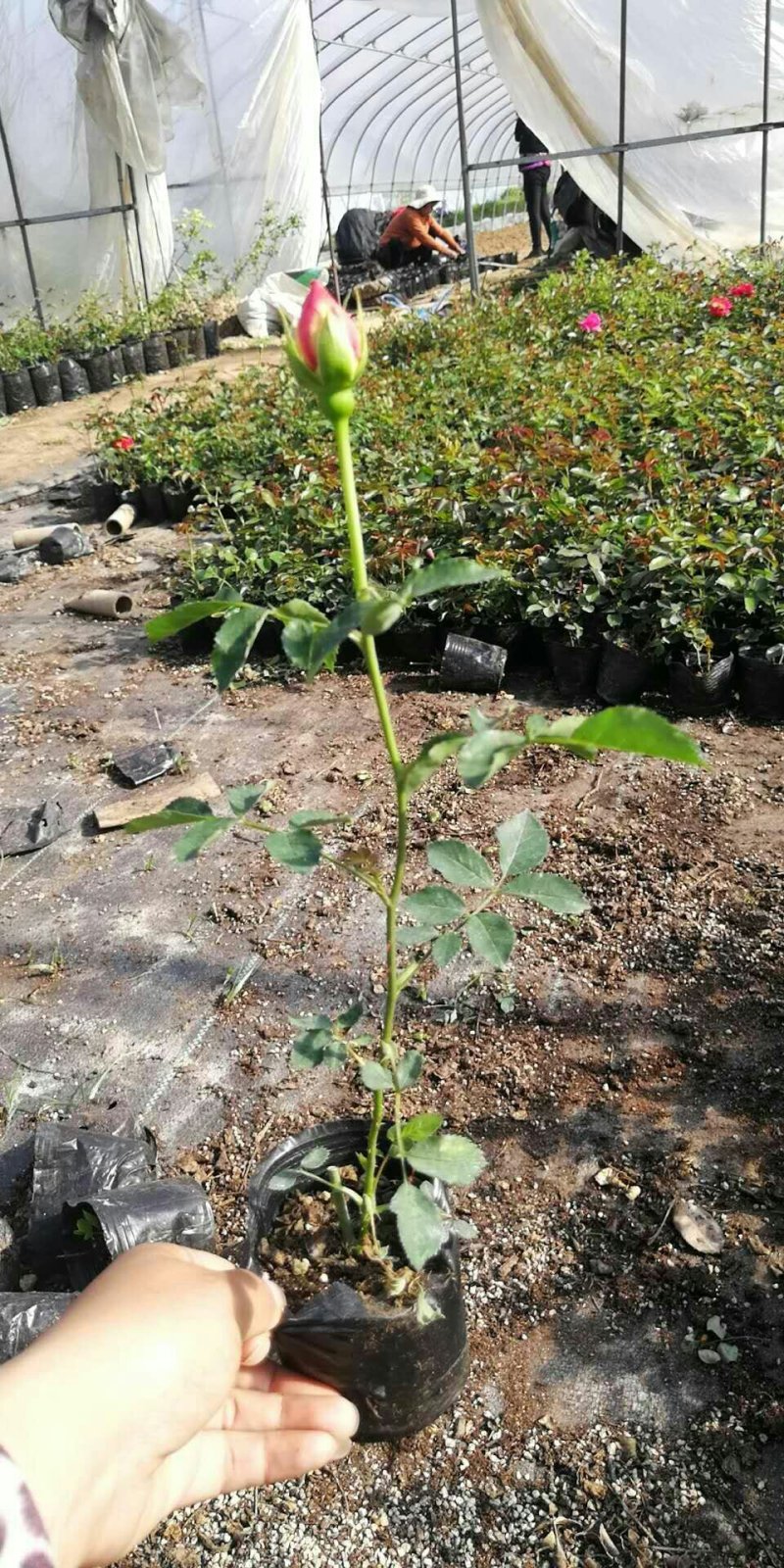 月季小苗大花香水欧洲月季品种多颜色齐全带盆发货