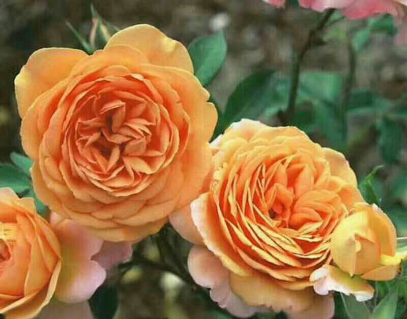 信息图表展示欧洲月季花瓣的主要营养成分对比柱状图,包含维生素C、黄酮、多酚、膳食纤维和钾的含量数据,背景为盛开的月季花田 月季花瓣营养成分柱状图