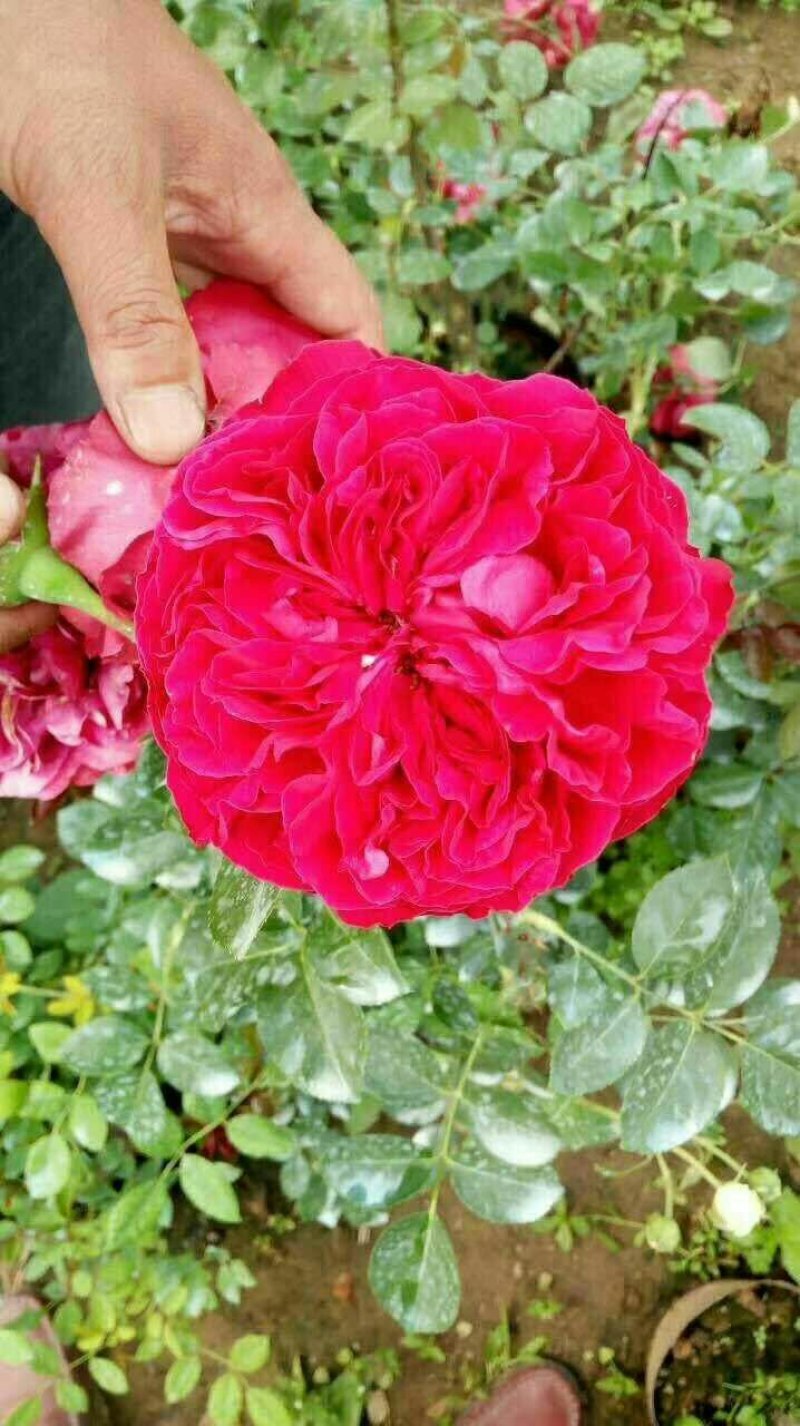 月季小苗大花香水欧洲月季品种多颜色齐全带盆发货