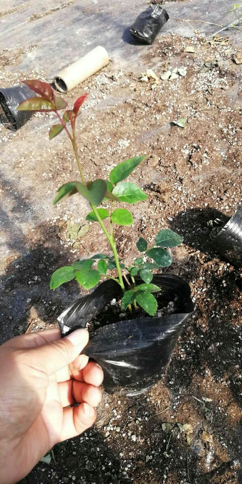 月季小苗大花香水欧洲月季品种多颜色齐全带盆发货