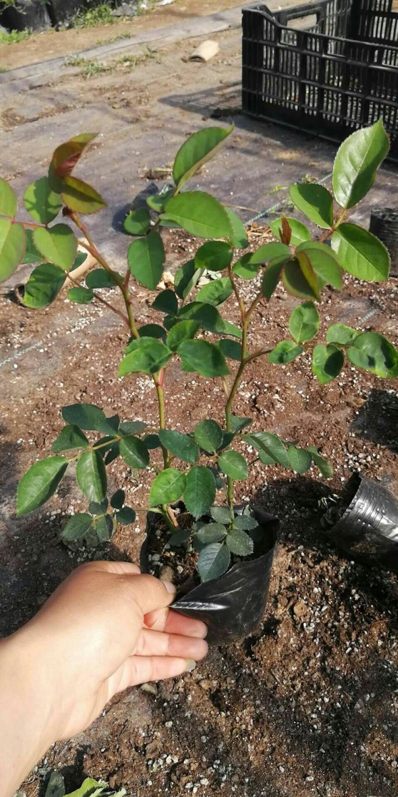 月季小苗大花香水欧洲月季品种多颜色齐全带盆发货