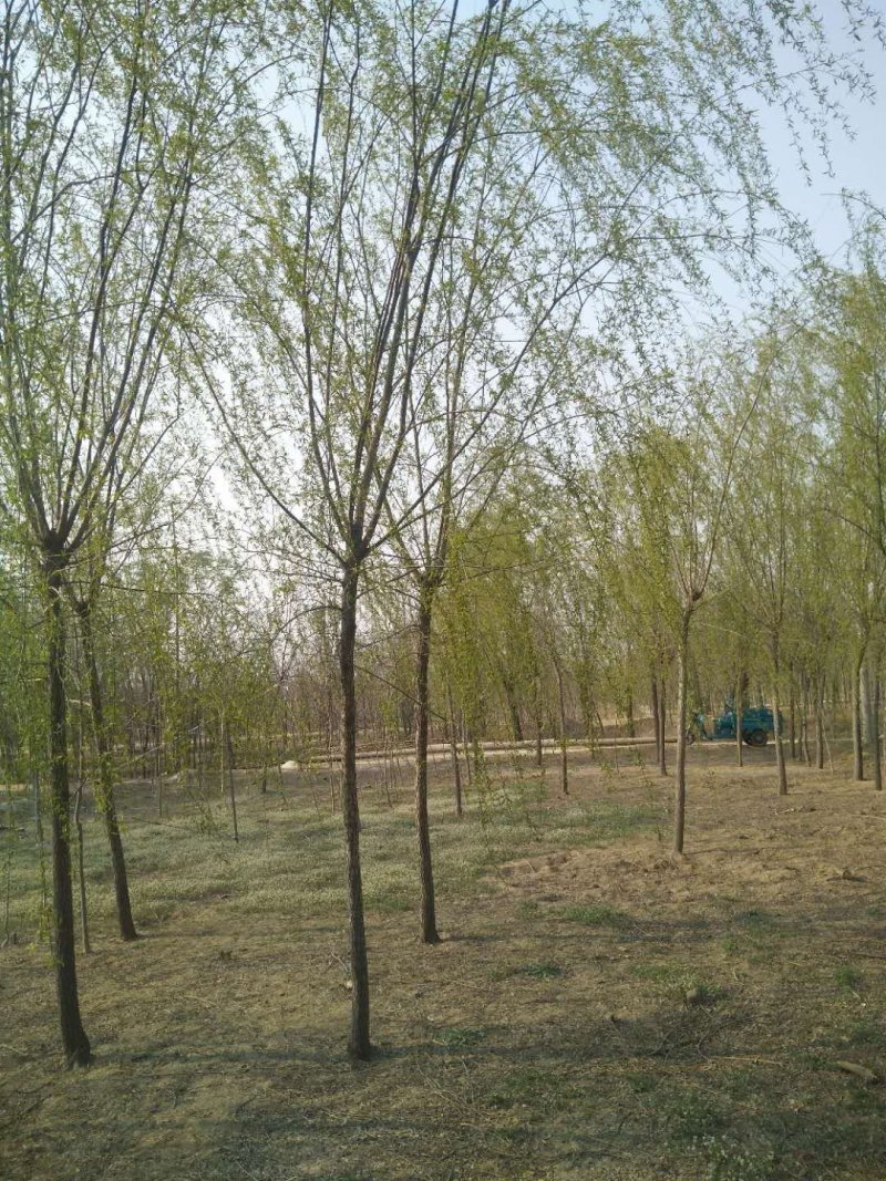 垂柳，柳树基地。规格全，质优价廉，服务周到