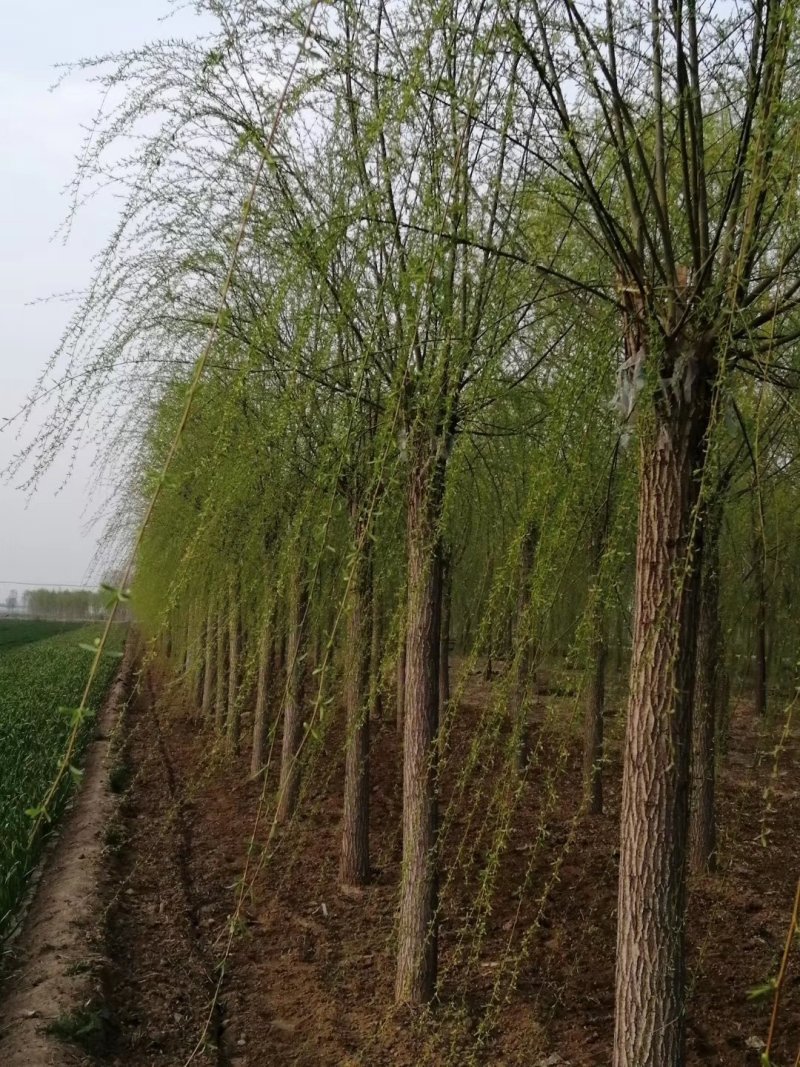 垂柳，柳树基地。规格全，质优价廉，服务周到