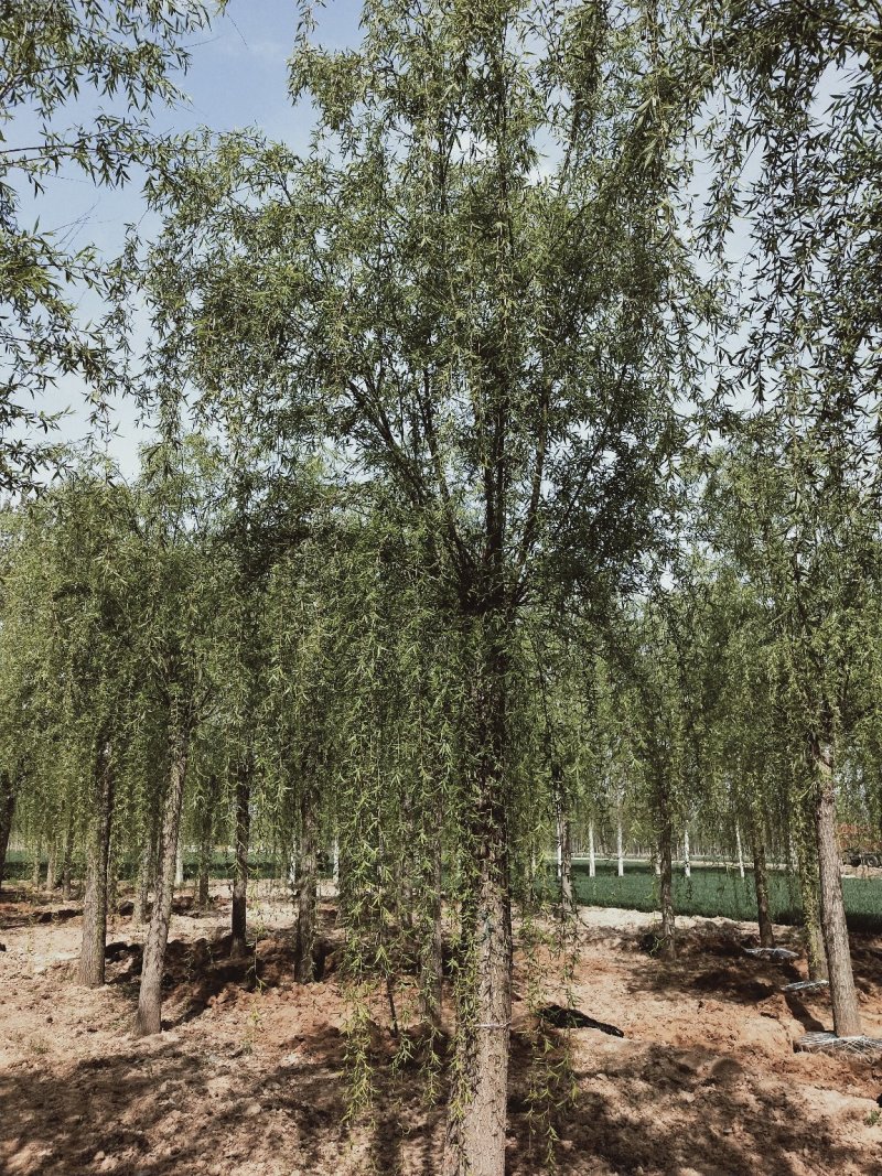 垂柳，柳树基地。规格全，质优价廉，服务周到