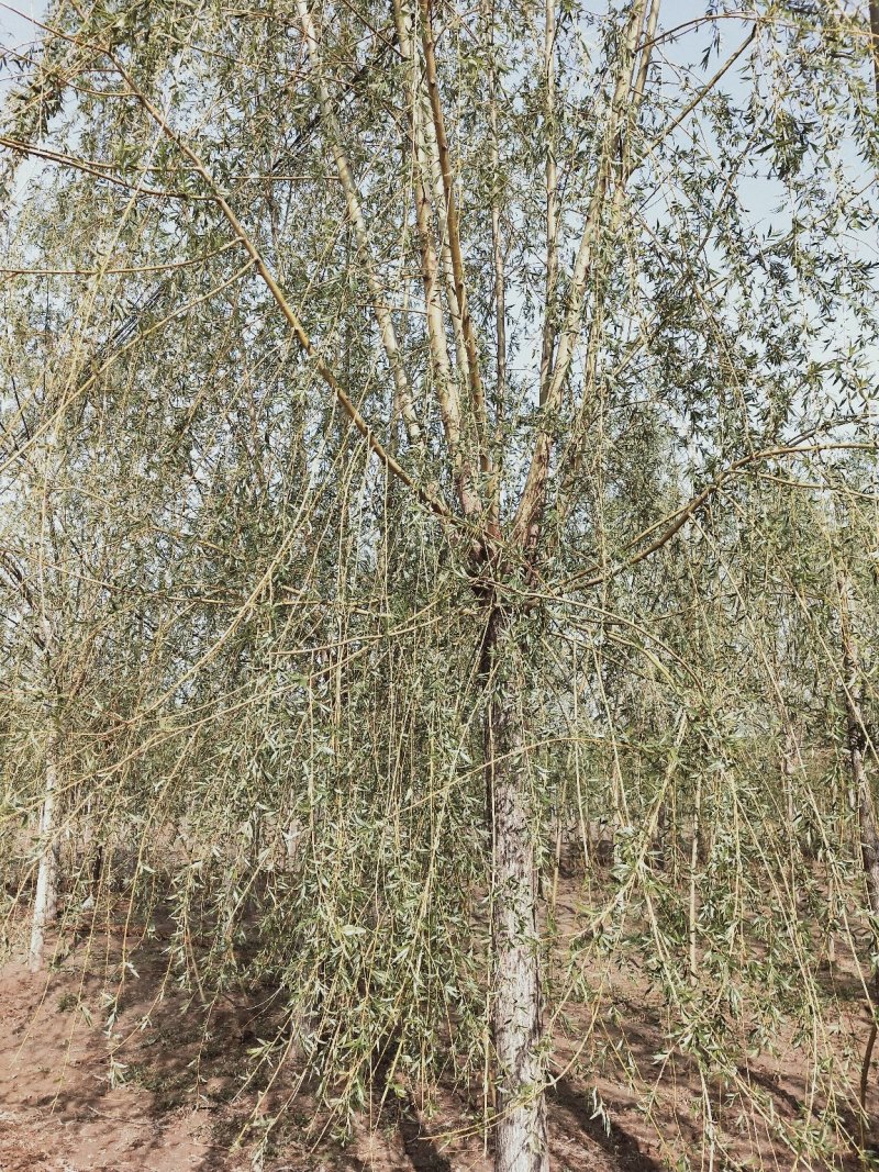 垂柳，柳树基地。规格全，质优价廉，服务周到