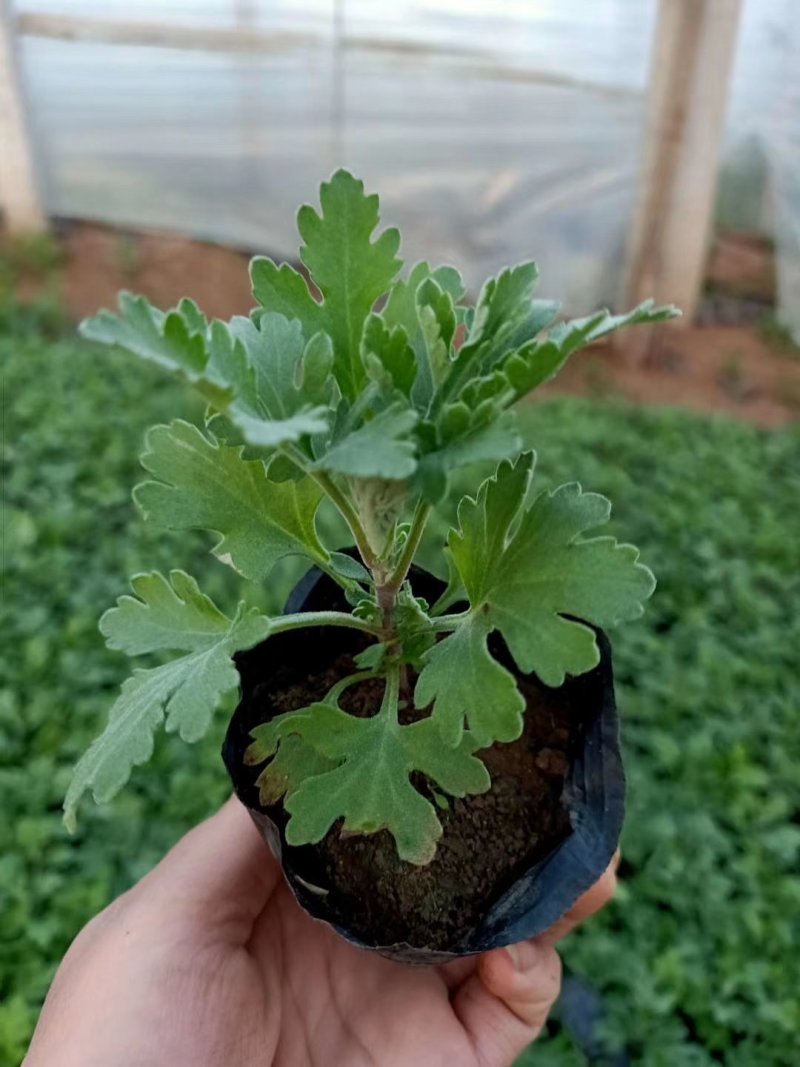 地被菊地被菊杯苗死苗补发量大可以优惠