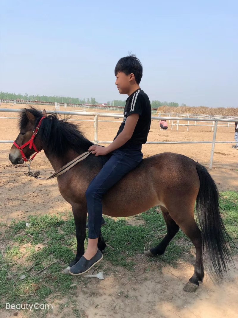矮马驯好的可直接骑乘，可视频选购可来场选购