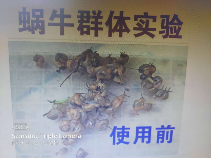 蜗牛药四聚乙醛粉剂，叶面喷施更省力。