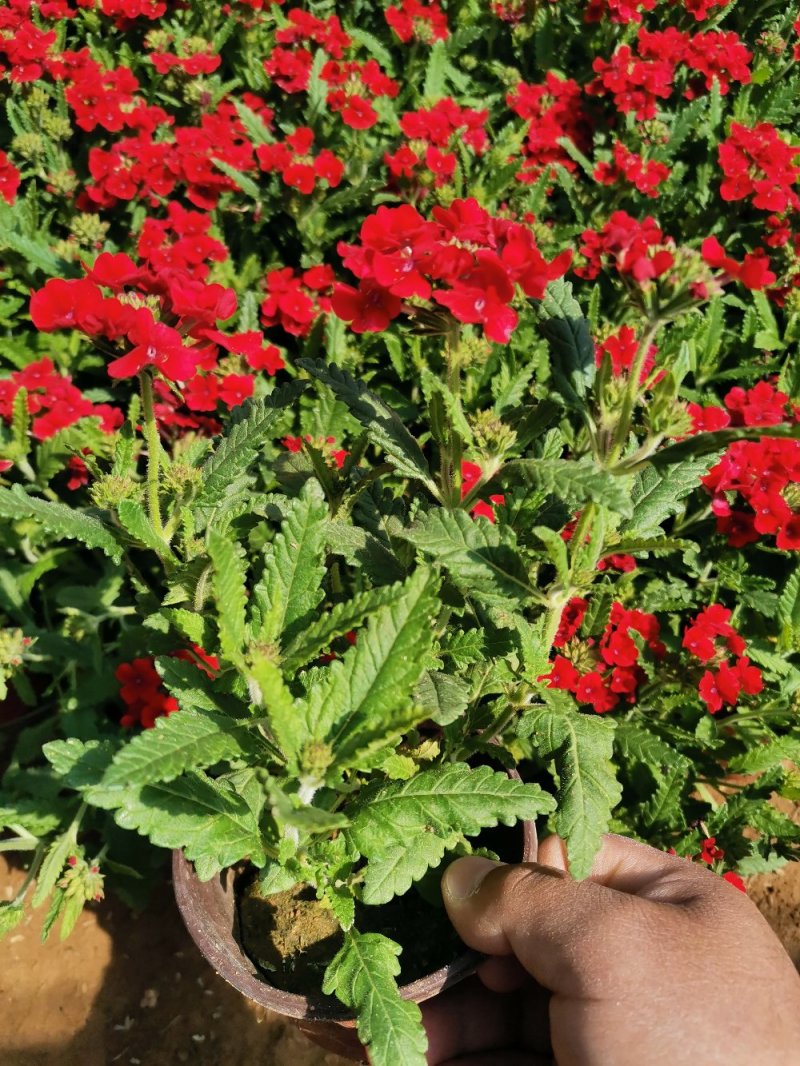 草花美女樱杯苗容器苗草花基地产地直发量大可优惠