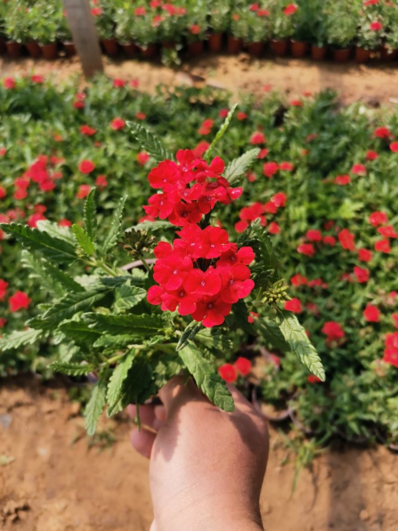 草花美女樱杯苗容器苗草花基地产地直发量大可优惠