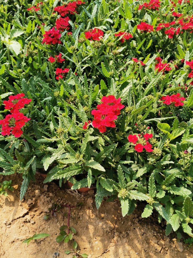 草花美女樱杯苗容器苗草花基地产地直发量大可优惠