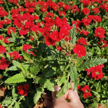 草花美女樱杯苗容器苗草花基地产地直发量大可优惠