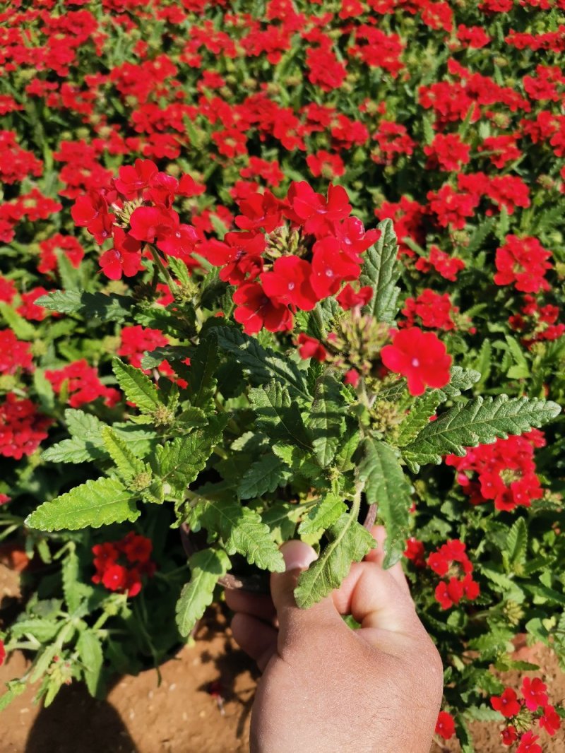 草花美女樱杯苗容器苗草花基地产地直发量大可优惠