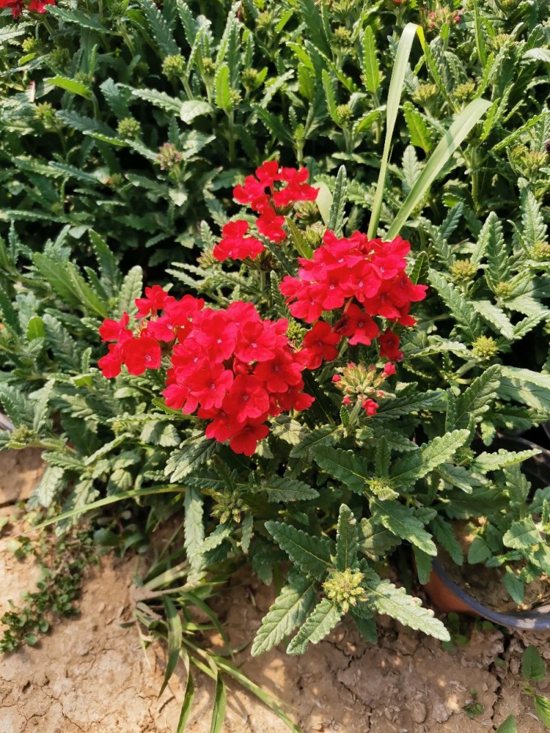 草花美女樱杯苗容器苗草花基地产地直发量大可优惠