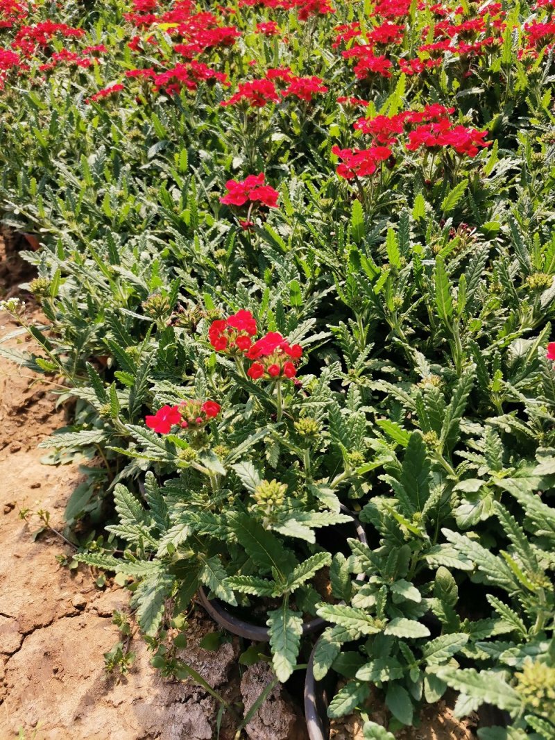 草花美女樱杯苗容器苗草花基地产地直发量大可优惠