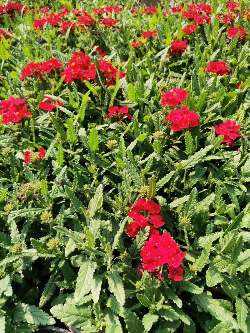 草花美女樱杯苗容器苗草花基地产地直发量大可优惠