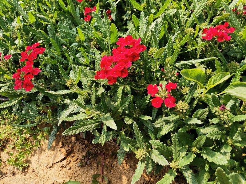 草花美女樱杯苗容器苗草花基地产地直发量大可优惠