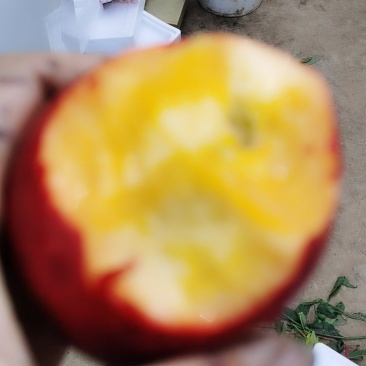 油桃一件代发。大量批发保证货源