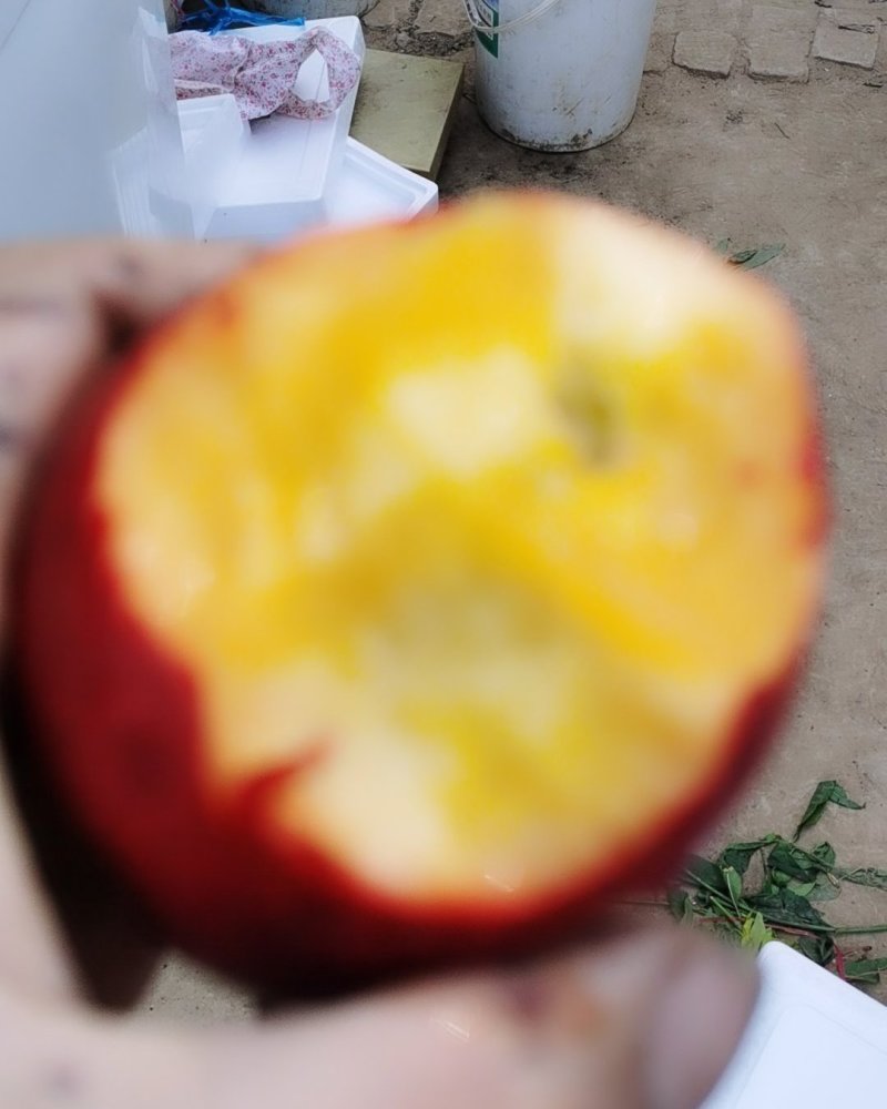 油桃一件代发。大量批发保证货源