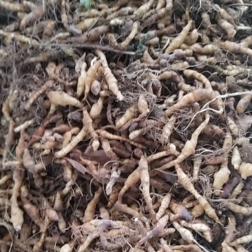 九节菖蒲鲜货种子
