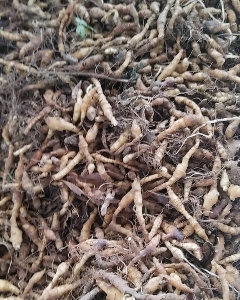 九节菖蒲鲜货种子