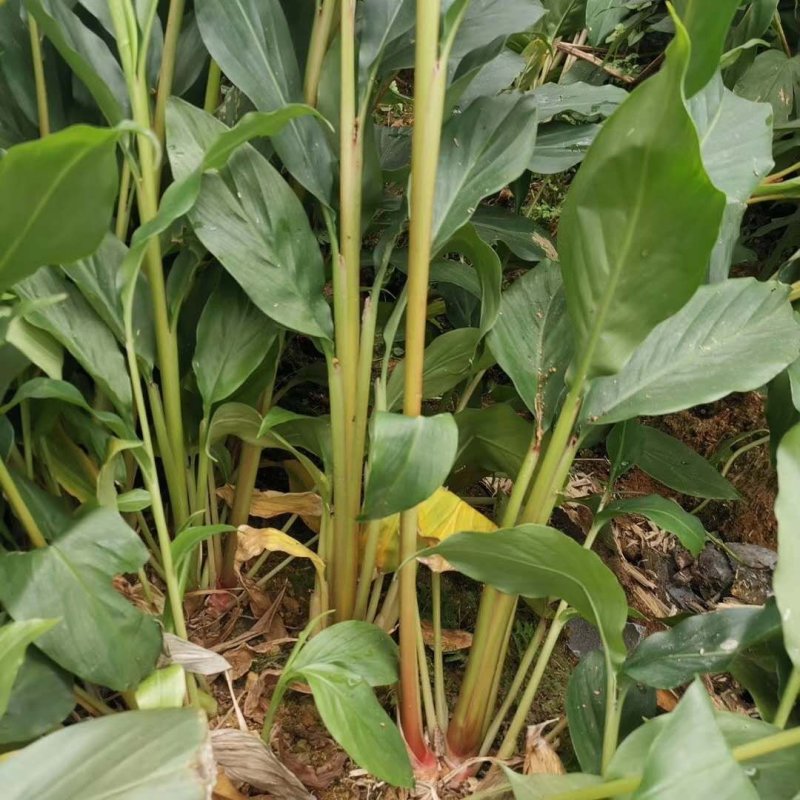 草果苗