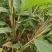 草果苗