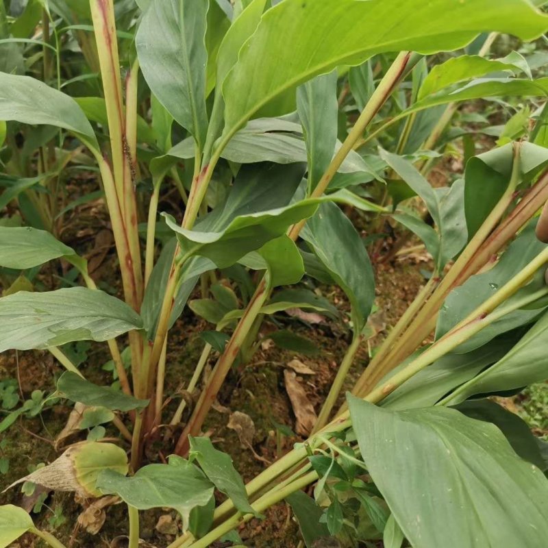草果苗