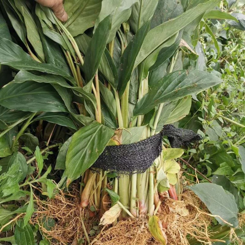 草果苗