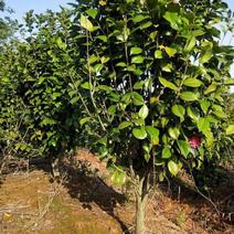 10000棵茶花树整体打包出冠幅1.3米，高度2米