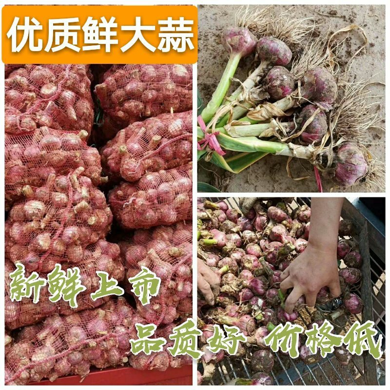 【紫皮大蒜】新鲜上市产地直供品质保障〔全国代发〕