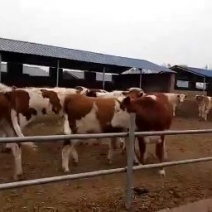 西门塔尔牛大小牛犊，怀孕牛，育肥牛临产牛