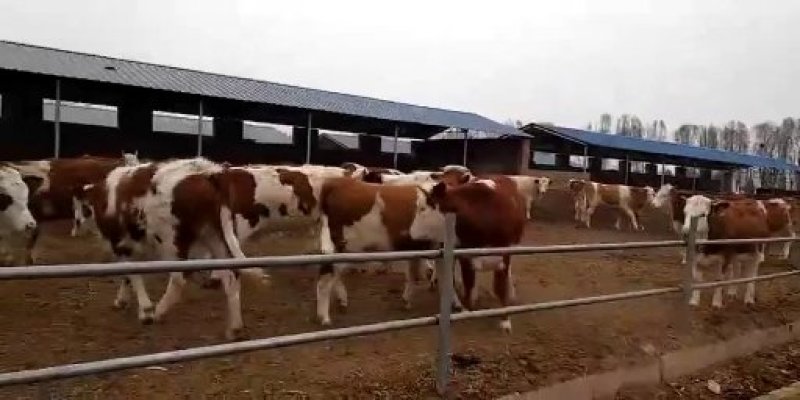西门塔尔牛大小牛犊，怀孕牛，育肥牛临产牛