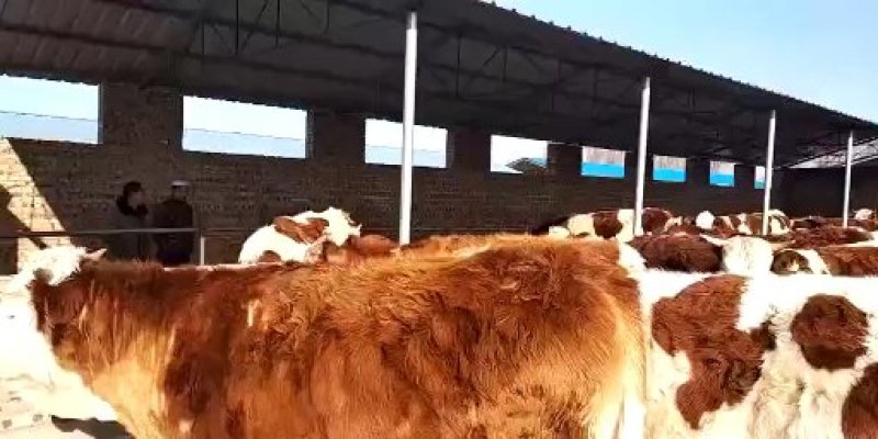 西门塔尔牛大小牛犊，怀孕牛，育肥牛临产牛