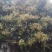 龙眼花蜜，原生态的龙眼蜜。原产地直发，量大从优