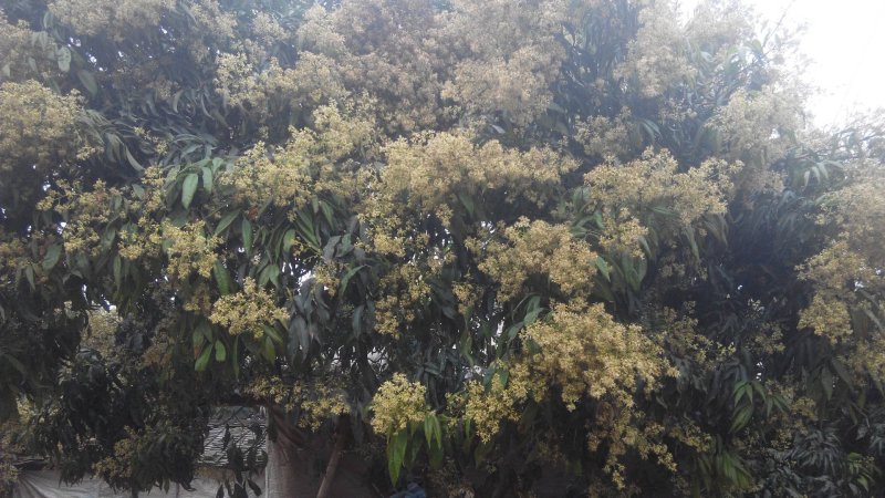 龙眼花蜜，原生态的龙眼蜜。原产地直发，量大从优
