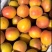 【热销】陕西丰园红杏，渭南红杏，产地直销，对接批发，杏子
