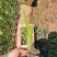 水生鸢尾黄菖蒲水生植物绿化苗木