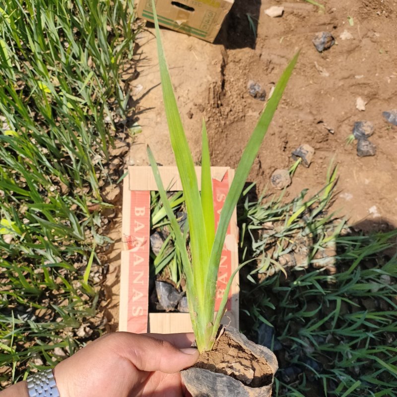 水生鸢尾黄菖蒲水生植物绿化苗木