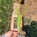 水生鸢尾黄菖蒲水生植物绿化苗木