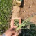 水生鸢尾黄菖蒲水生植物绿化苗木