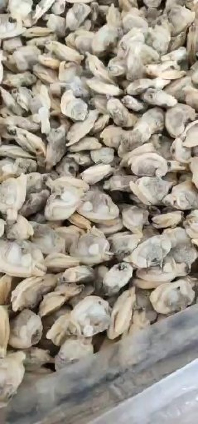 杂色蛤肉高品质，无沙无冰，出口标准。全规格都有货