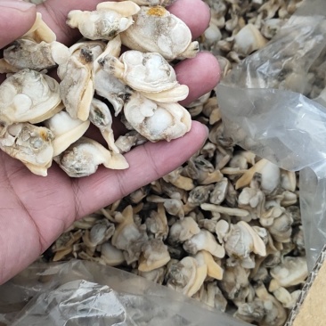 杂色蛤肉高品质，无沙无冰，出口标准。全规格都有货