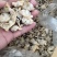杂色蛤肉高品质，无沙无冰，出口标准。全规格都有货