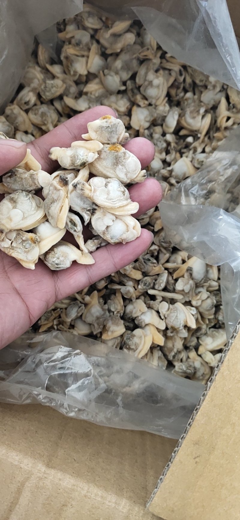 杂色蛤肉高品质，无沙无冰，出口标准。全规格都有货
