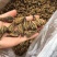 2022年云南滇红茶手工红宝塔2021年风庆红茶大货