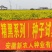 矮脚青种子矮脚菜种七宝青种子精黑种子