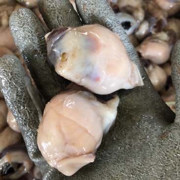鱿鱼